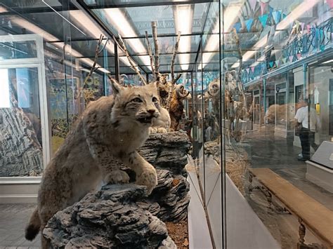 Le Musée d histoire naturelle de Lille va devoir fermer pendant deux ans