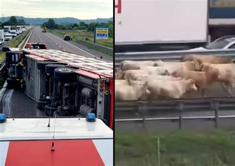 Vicenza Camion Carico Di Mucche Si Rovescia In Autostrada Camionisti