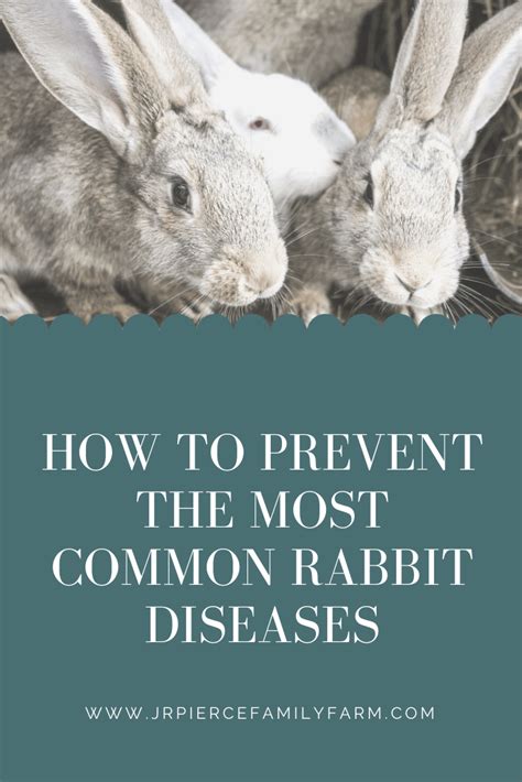 The 12 Most Common Rabbit Diseases How To Treat And Prevent J R