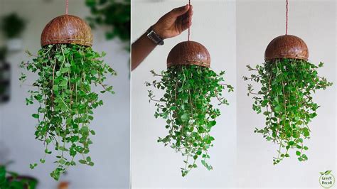 Amazing And Creative Coconut Shell Hanging Plant Idea For Home