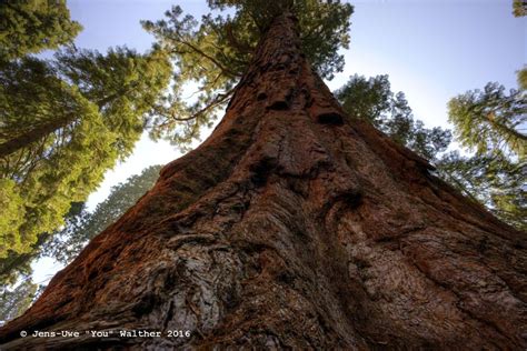 Giant Sequoia By Jens Uwe Walther On YouPic