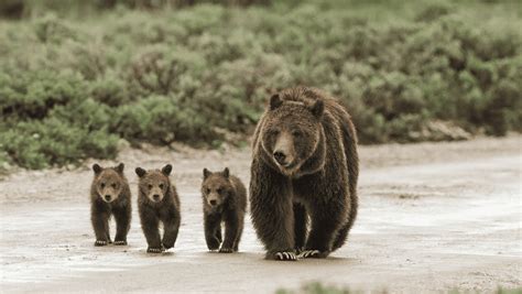 Why The Grizzly Bear Is Both Majestic And Dangerous Animals Around