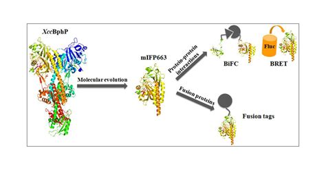 Microfluidic Device With Brain Extracellular Matrix Promotes Structural