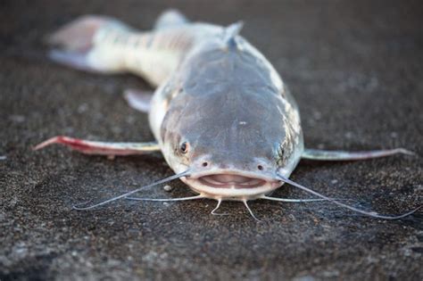 Scientists Splice Alligator Dna Into Fish To Make Super Mutant