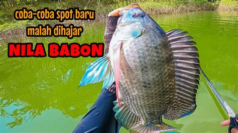 AWALNYA COBA COBA MALAH DIHAJAR NILA BABON Mancing Ikan Nila Di