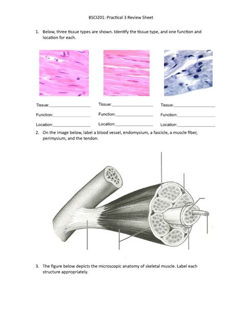 Microscopic Anatomy Of Skeletal Muscle Worksheets Chapter 6 Answers