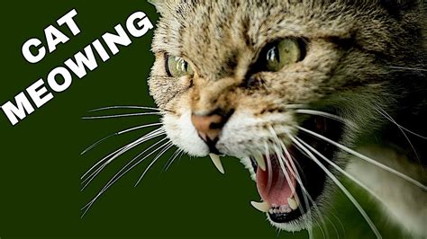 Cat Sound Effect Cat Meowing Youtube