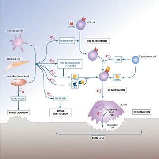 Cellular And Molecular Regulation Of Osteoclastogenesis And The