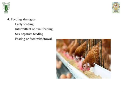 Management of heat stress in poultry.pptx