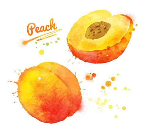 Peach Hand Drawn Watercolor Stock Photos Royalty Free Images