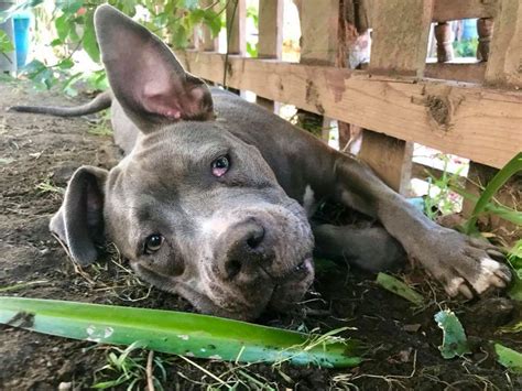 Wiggles Angel City Pit Bulls Los Angeles Dog Rescue