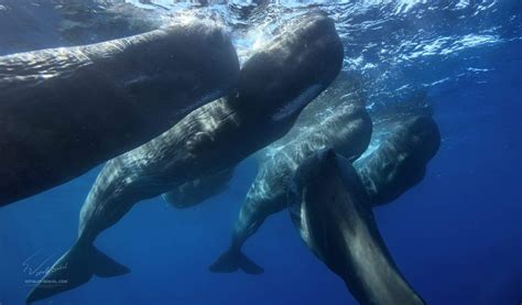 Crean En El Caribe La Primera Reserva De Cachalotes Del Mundo