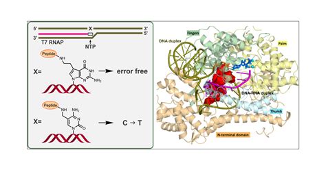 Peptide Bond Dna