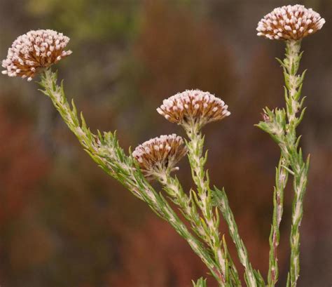 Stink Blombush Pledge Nature Reserve Indigenous Plants Fungi And Mosses · Inaturalist