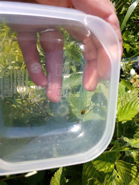 Fourteen Spotted Lady Beetle From Hyattsville MD USA On May 21 2023