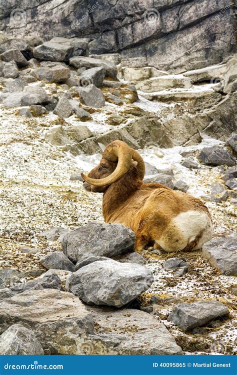 Mountain Sheep On A Campsite In Himalayas Stock Photo Cartoondealer