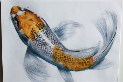 Realistic Fish Drawing - Clashing Pride