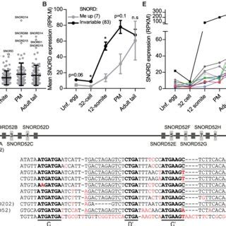 SNORD Expression Levels During Zebrafish Development A Relative