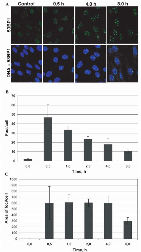 Time Kinetics For Radiation Induced Bp Foci A Counted As Number Of