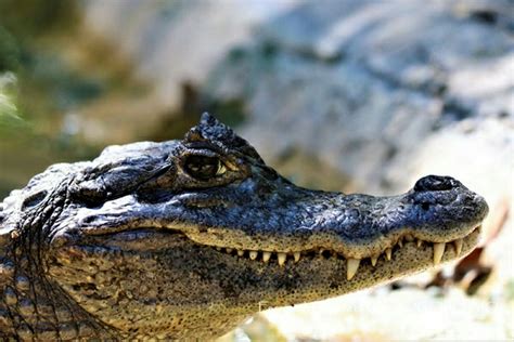 “coco” El Reptil Más Querido Por Los Vecinos De Ciudad Madero