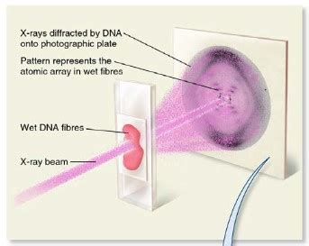 Topic 7: Nucleic acids (AHL) -7.1 DNA structure and replication