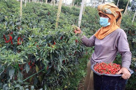 Cara Budidaya Cabai Yang Tepat Agar Menghasilkan Keuntungan Besar