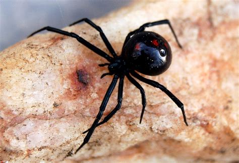 black widow spider predator picture 5 : Biological Science Picture ...