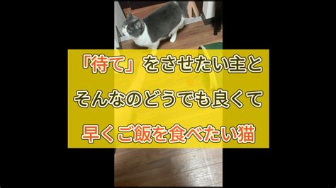 「待て」をさせたい主とそんなのどうでも良くて早くご飯を食べたい猫。 猫のいる暮らし 猫好きさんと繋がりたい キレる猫 待てをする猫