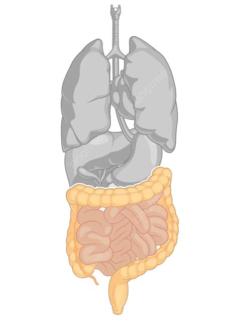 Stomach Clipart Human Intestine Digestive System Vector Png Images