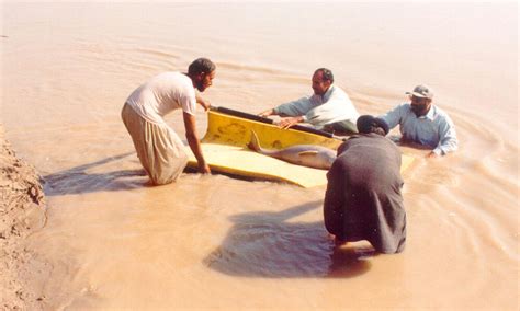 Indus River Dolphin What WWF Is Doing | Photos | WWF