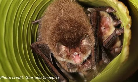 Bat sounds on Xeno-canto & GBIF - NL BIF
