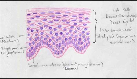 Stratified Squamous Epithelium Diagram