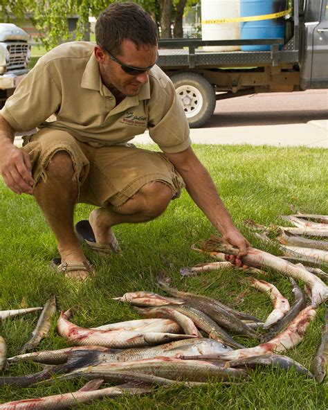 Shortnose Gar Ducks Unlimited Bowfishing Tournament June Flickr