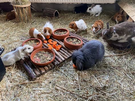 Haltung Von Kaninchen Und Meerschweinchen Tierheim Siegen