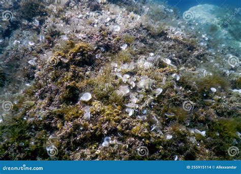 Sea Life Underwater Rocks Sunlight, Underwater Life Stock Photo - Image ...