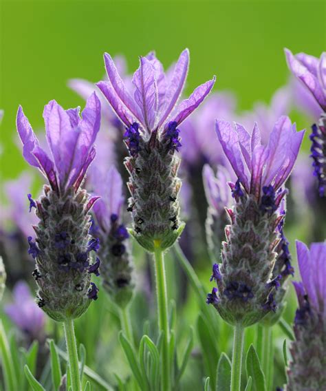 Lavender growing mistakes: the 6 top errors to avoid | Homes and Gardens
