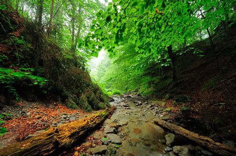 Southern Carpathians | Rewilding Europe