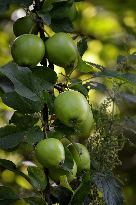 Manzanas Fruta Rbol De Manzana Foto Gratis En Pixabay