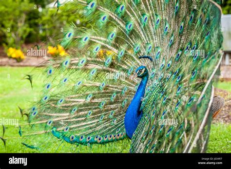 Beautiful Male Peacock Fanning His Colorful Tail Feathers Stock Photo