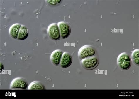 Cyanobacteria microscope hi-res stock photography and images - Alamy