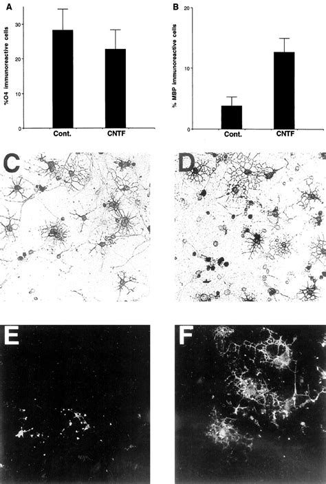 Differentiation Of Oligodendroglial Progenitors Derived From Cortical