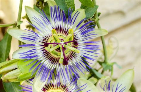 Passiflora Propriet Benefici E Usi Non Sprecare