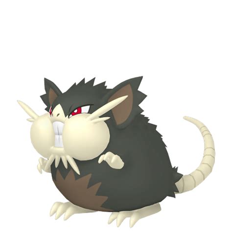 Raticate 0020 Pokédex Pokémon Project