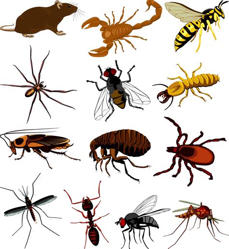 creatures big problems bugs  avoid  summer