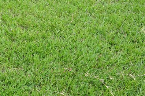 Centipede Vs St Augustine Grass Choosing The Right Grass Variety For