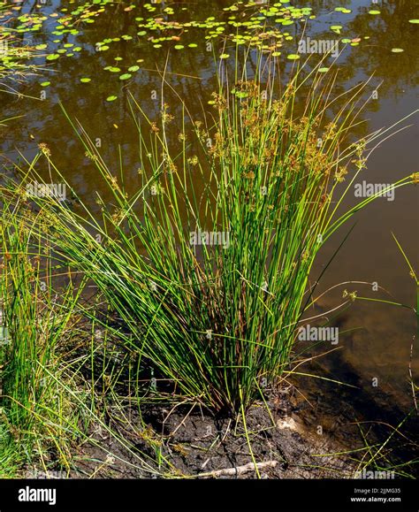 Close Up Of Common Soft Rush Juncus Effusus Stock Photo Alamy