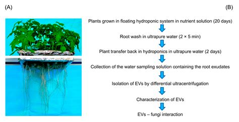 14 Exudates In Plants Gerrygraeson