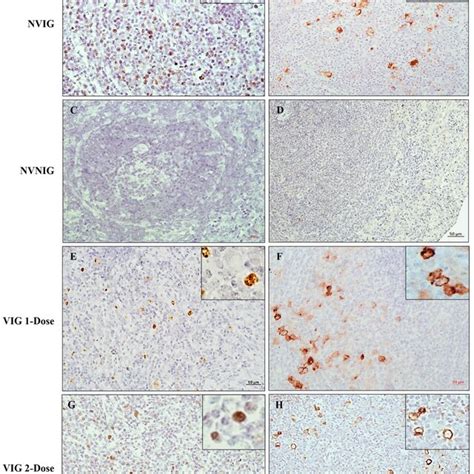 Detection Of Ebv And Its Gene Expression In Rabbit Spleen Eber In Situ