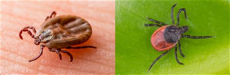 5 Types Of Ticks Found In Utah Id Guide Nature Blog Network