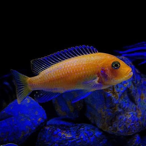 Red Zebra Cichlid Male Or Female